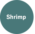 Shrimp